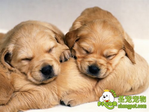 狗狗有一个好的睡眠有益健康