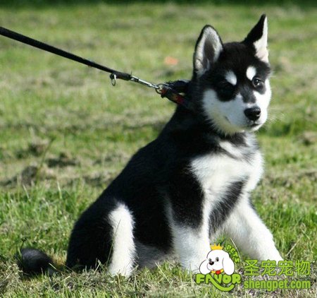 在饲养狗狗时需要的宠物用品