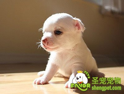 幼犬