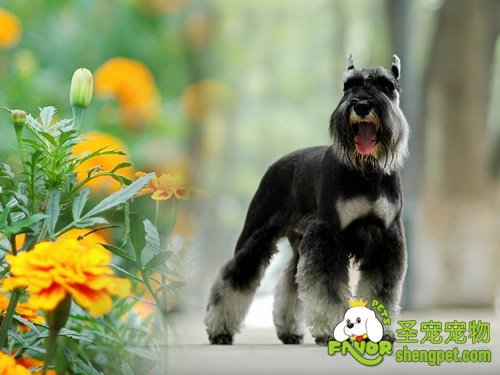 教你如何科学的饲养狗狗