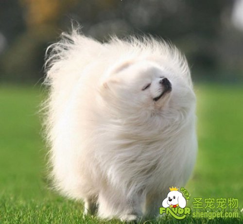 狗狗瞬膜腺突出该如何治疗