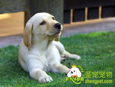 如何给狗狗补钙