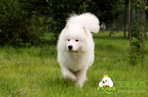 春节过后应当如何让狗狗重新适应新生活