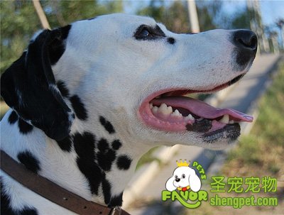 怎样确定狗狗是否怀孕