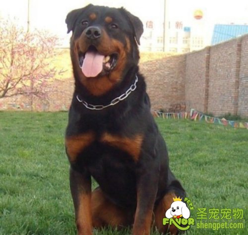 被狗狗咬伤后一定要打狂犬疫苗