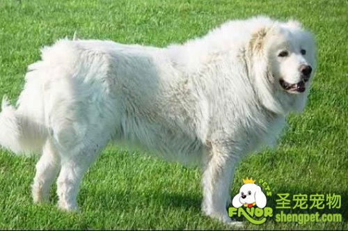 老年大白熊犬该如何饲养