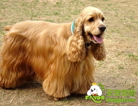 美国可卡犬的外貌介绍