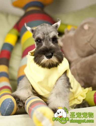 养它就要照顾它一生