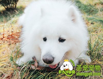 萨摩耶犬