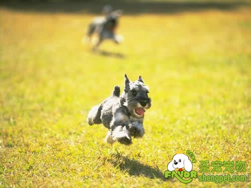 如何确定狗狗的性格特点