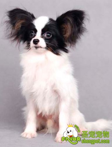 蝴蝶犬的饲养方法