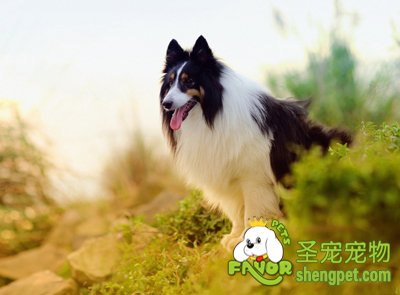 边境牧羊犬