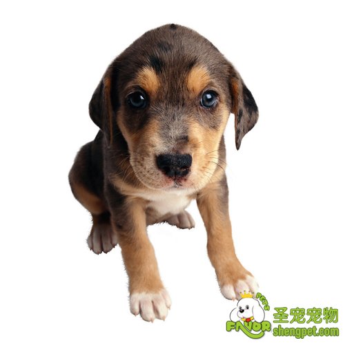 幼犬的看护需要注意哪些方面