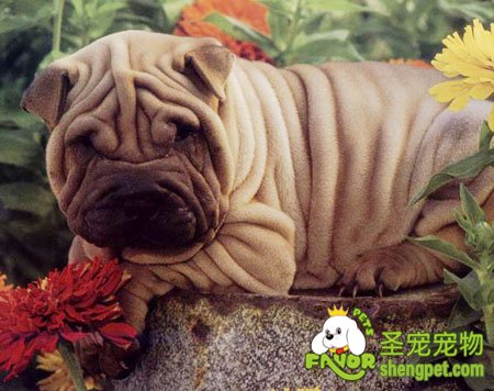 如何饲养沙皮犬