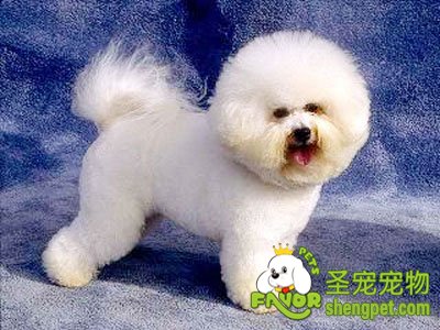 卷毛比熊犬的饲养方法