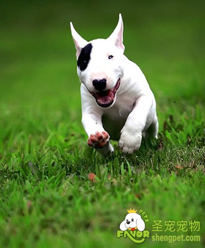 饲养牛头梗犬前需要准备什么