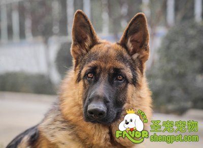 狗狗从高处坠落怎么办