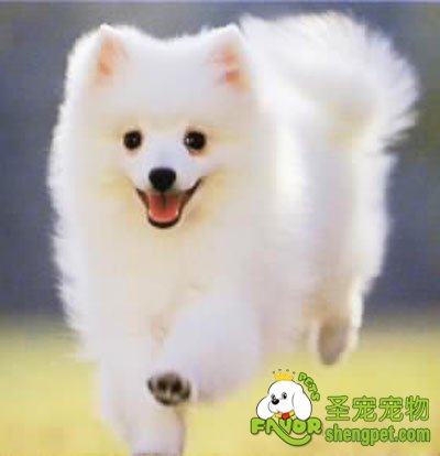 日本狐狸犬的饲养方法