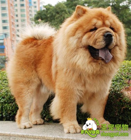 松狮犬的饲养管理方法