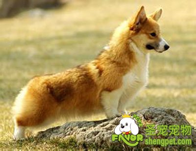 威尔斯柯基犬的饲养方法