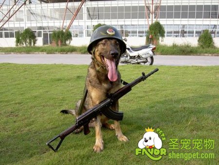 警犬的历史及培训