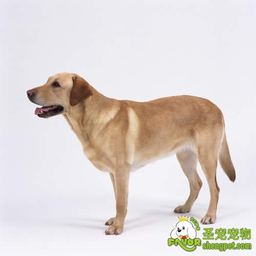 为人类工作的犬