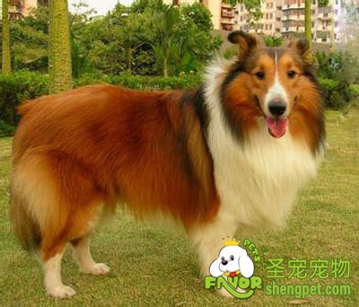 喜乐蒂牧羊犬的饲养方法