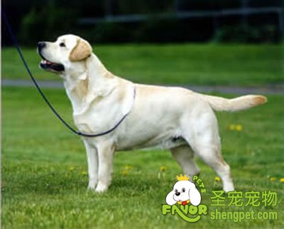 冠军犬的遗传分析