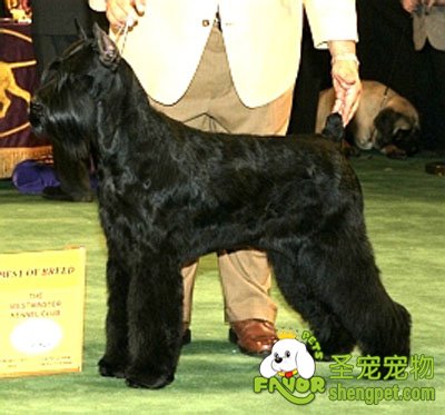 冠军犬的交配方法有哪些