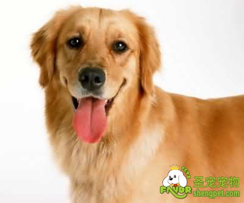 在选择种公犬时应当注意什么