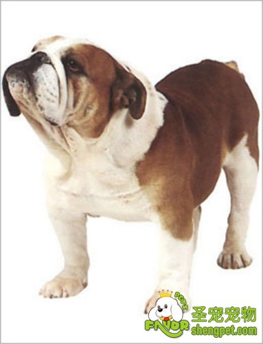 饲养法国斗牛犬之前需要考虑的问题