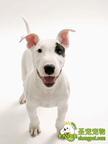 养狗狗该注意什么