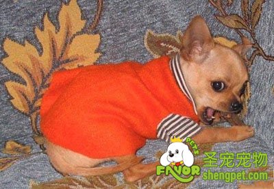 家庭养狗的隐藏危害有哪些