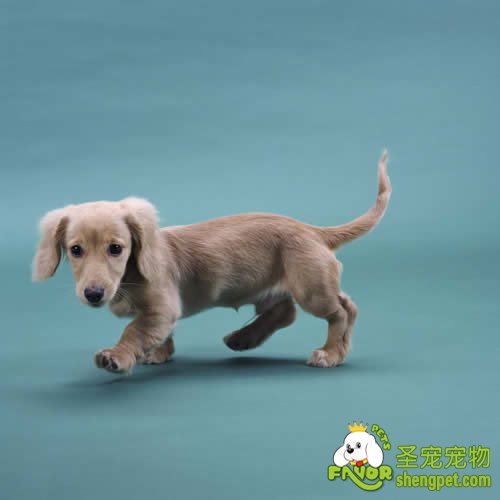 幼犬适应新环境的时候该如何照看