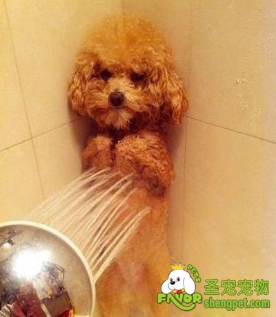 狗狗不爱洗澡该怎么办