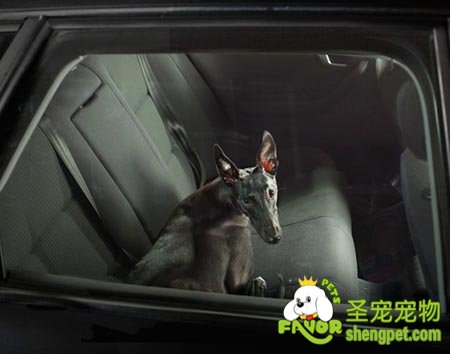 让狗狗坐车应当注意什么