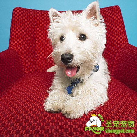 如何饲养西高地白梗