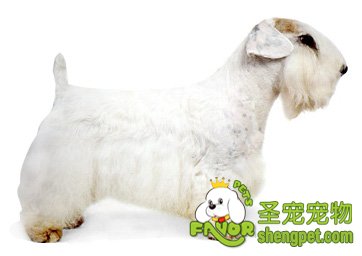 如何饲养西里汉梗犬