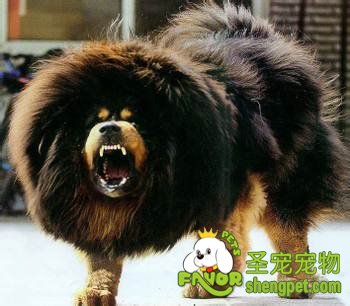 珍贵狗狗品种的介绍