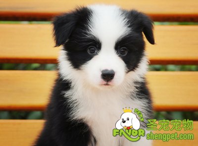 边境牧羊犬