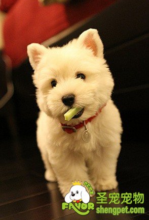 狗狗补钙应该补多少