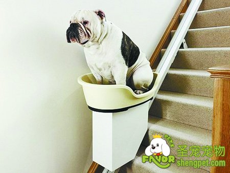 狗狗肥胖该怎么办