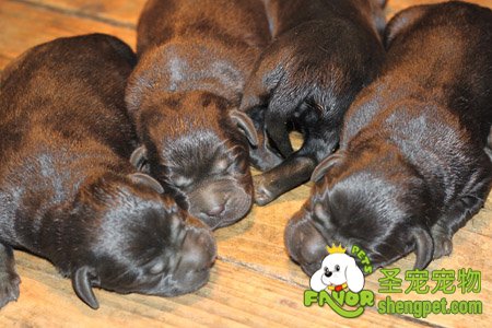 哺乳期狗狗的饲养方法