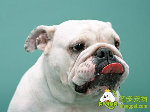 狗狗进食的喂养原则