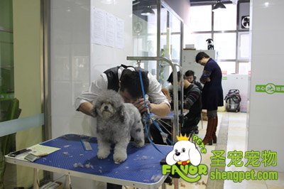 宠物美容师培训