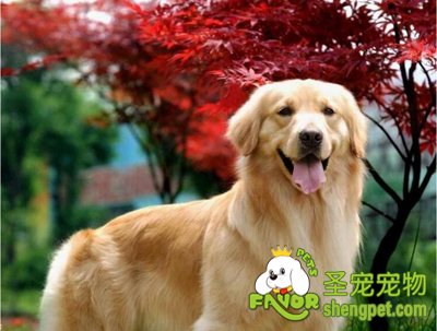 金毛犬
