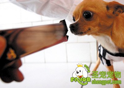 别让你的狗狗吃太多的巧克力