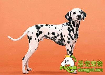 大麦町的饲养注意事项