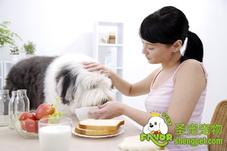 狗狗的消化特征介绍