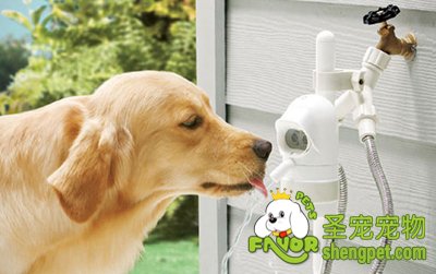 夏天马上就要来临要注意狗狗的饮水